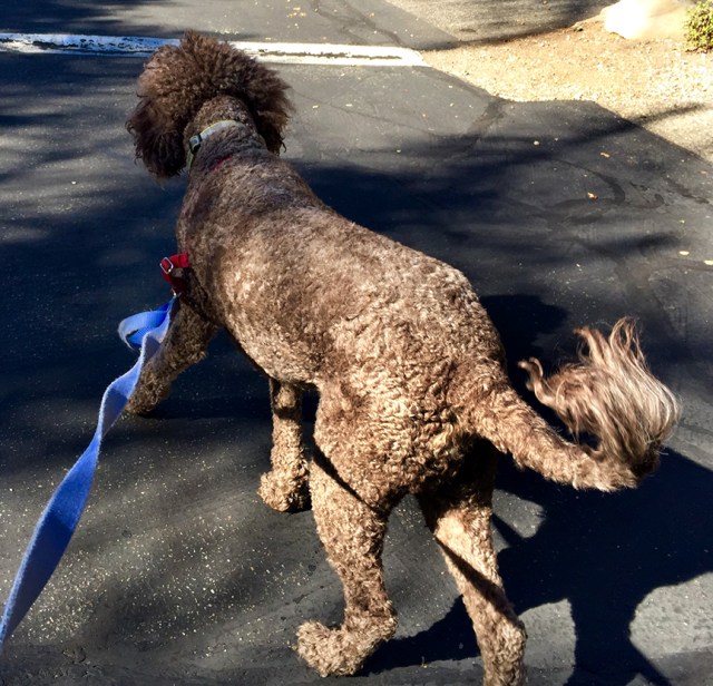 ChasetheBird6_Doodles