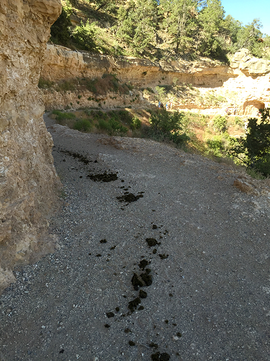Photo of mule poo along Bright Angel Trail