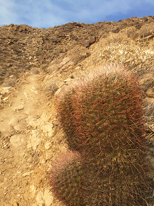 PS_LykkenSouthCacti