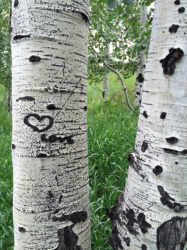 AspenTreeLoveOwlCreek