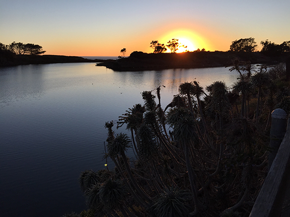 ChasetheBird13UCSBLagoon