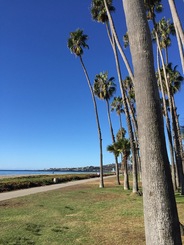 ChasetheBird9_ChasePalm