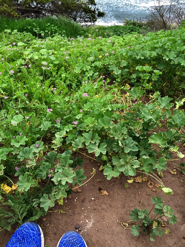 DouglasPreserveRun31916