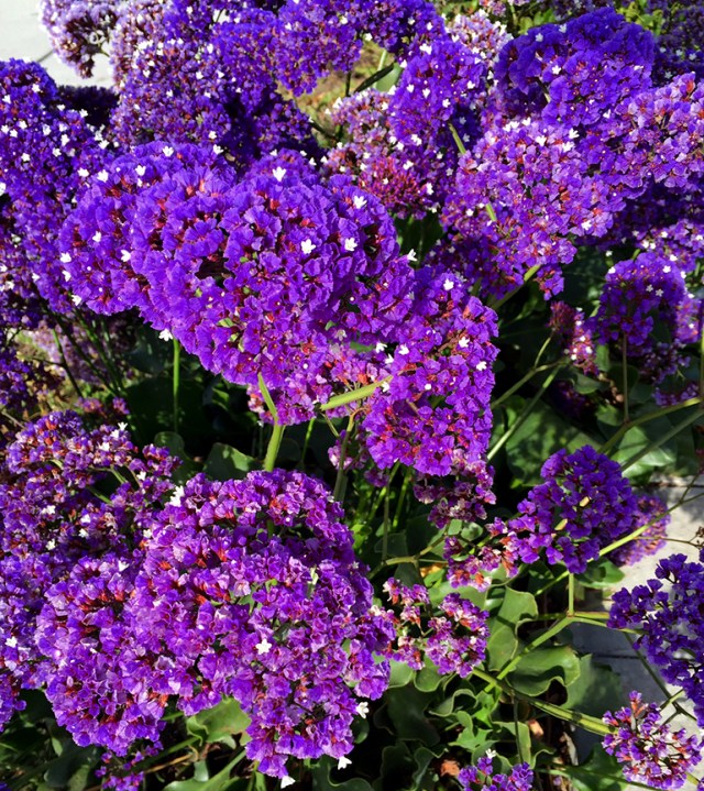 PurpleFlowersrun42616