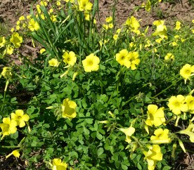 YellowFlowersRide32416