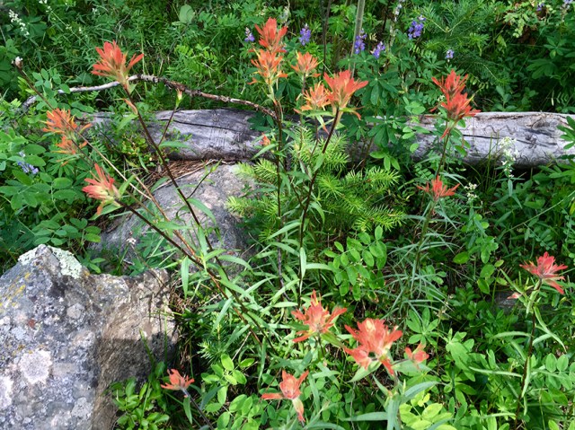 PaintbrushHunterCreek