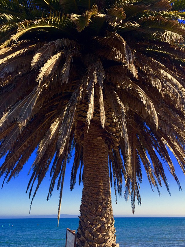 PalmTreeGoletaBeachRun71816