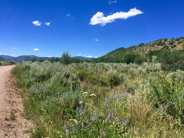 RioGrandeTrailFlowers