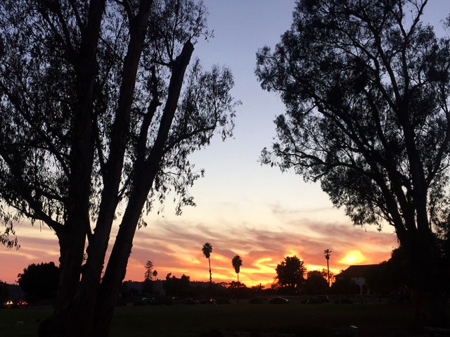 rosegardensunsetrun111016