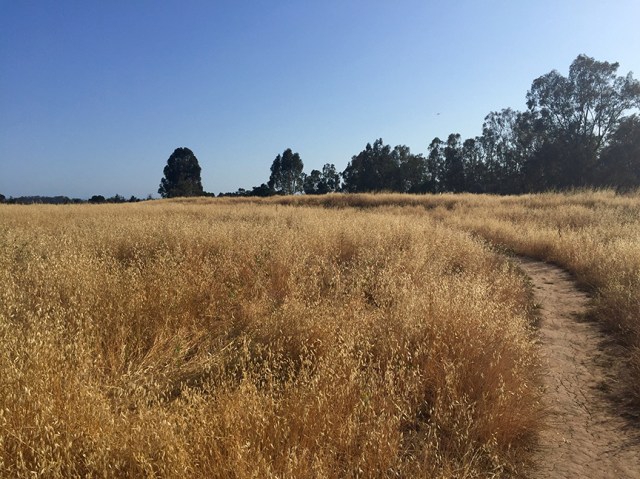 LakeLosCarnerosTrail